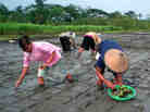 Rice farmers in Indonesia plant rice seedlings using the "system of rice intensification."