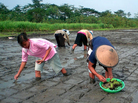 Rice farmers in Indonesia plant rice seedlings using the "system of rice intensification." Rice farmers in Indonesia plant rice seedlings using the "system of rice intensification."