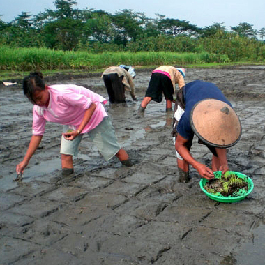 Rice farmers in Indonesia plant rice seedlings using the "system of rice intensification."