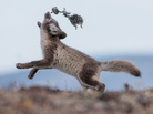 An arctic fox pup, just beginning to show its white winter coat, plays with a lemming carcass. Wrangel's foxes subsist largely on these snow-burrowing rodents, whose numbers fluctuate wildly from year to year. An arctic fox pup, just beginning to show its white winter coat, plays with a lemming carcass. Wrangel's foxes subsist largely on these snow-burrowing rodents, whose numbers fluctuate wildly from year to year.