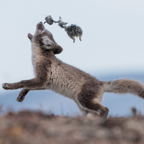 An arctic fox pup, just beginning to show its white winter coat, plays with a lemming carcass. Wrangel's foxes subsist largely on these snow-burrowing rodents, whose numbers fluctuate wildly from year to year.