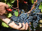 A worker harvests cabernet sauvignon grapes at a vineyard near Bordeaux, France, in September.
