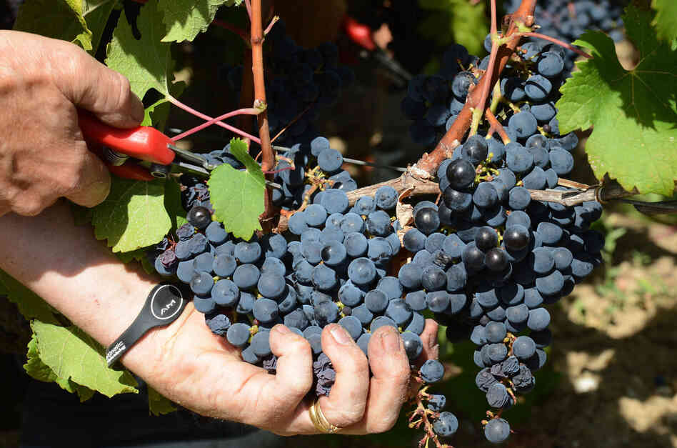 A worker harvests cabernet sauvignon grapes at a vineyard near Bordeaux, France, in September. A worker harvests cabernet sauvignon grapes at a vineyard near Bordeaux, France, in September.