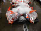 Among the 50,000 pounds of fish at the Honolulu auction last Friday was this opah, or moonfish, Lampris regius.