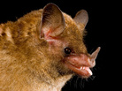The Pallas' long-tongued bat. The Pallas' long-tongued bat.