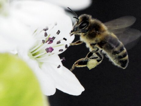 A bee collects nectar from a fruit tree in West Bath, Maine. The number of honeybees has now dwindled to the point where there may not be enough to pollinate some major U.S. crops.