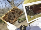 A bee inspector checks on a frame of bees to assess the colony strength near Turlock, Calif., in February. More than 30 percent of America's bee colonies died off over the winter. A bee inspector checks on a frame of bees to assess the colony strength near Turlock, Calif., in February. More than 30 percent of America's bee colonies died off over the winter.