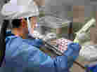 Scientists in the U.S. are growing the H7N9 virus in the laboratory to help with vaccine development. Scientists in the U.S. are growing the H7N9 virus in the laboratory to help with vaccine development.
