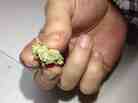 Jim, a marijuana wholesaler, buys from California and sells on the East Coast.