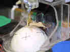 Moth on ball