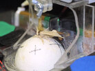 Moth on ball Moth on ball