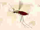 More than a hundred different species of Anopheles mosquitoes can transmit malaria to people. More than a hundred different species of Anopheles mosquitoes can transmit malaria to people.