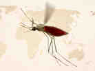 More than a hundred different species of Anopheles mosquitoes can transmit malaria to people. More than a hundred different species of Anopheles mosquitoes can transmit malaria to people.