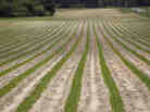Peanut plants grow on a Halifax, N.C., farm that received federal subsidies in 2011. Peanut plants grow on a Halifax, N.C., farm that received federal subsidies in 2011.