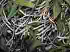 Ramps, or wild leeks, are a member of the lily family and resemble scallions with their wide leaves and small, white bulbs tinged a rusty red.