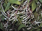 Ramps, or wild leeks, are a member of the lily family and resemble scallions with their wide leaves and small, white bulbs tinged a rusty red. Ramps, or wild leeks, are a member of the lily family and resemble scallions with their wide leaves and small, white bulbs tinged a rusty red.