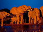 Elephants gather at dusk to drink at a watering hole in Kenya. Elephants gather at dusk to drink at a watering hole in Kenya.