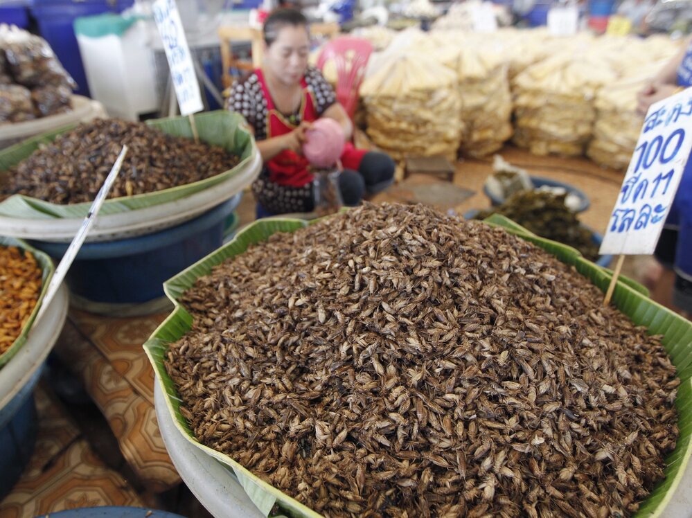 A vendor sells edible insects at Talad Thai market on the outskirts of Bangkok. The most popular method of preparation is to deep-fry crickets in oil and then sprinkle them with lemongrass slivers and chilis.