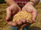 A farmer holds Monsanto's "Roundup Ready" soybean seeds at his family farm in Bunceton, Mo.