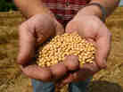 A farmer holds Monsanto's "Roundup Ready" soybean seeds at his family farm in Bunceton, Mo.