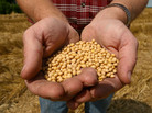 A farmer holds Monsanto's "Roundup Ready" soybean seeds at his family farm in Bunceton, Mo. A farmer holds Monsanto's "Roundup Ready" soybean seeds at his family farm in Bunceton, Mo.