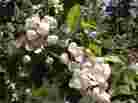 Apple Blossoms