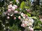 Apple Blossoms