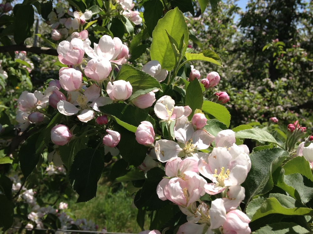 Apple Blossoms