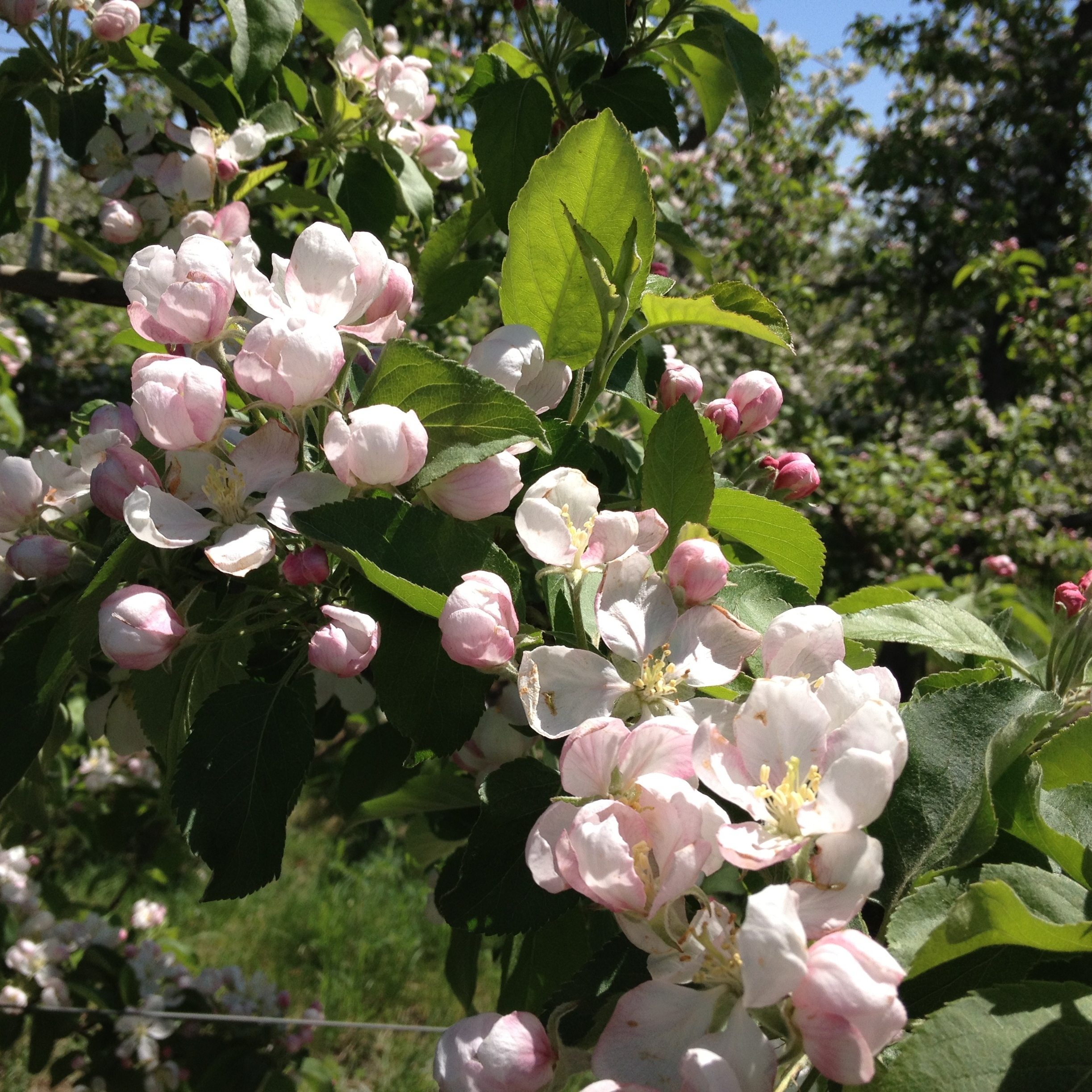 Apple Blossoms