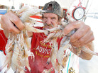 Louisiana drivers would be able to add the message "I'm a Cajun" on their licenses, under a bill making its way through the statehouse. Here, shrimp fisherman Merlin Boudreaux holds up part of his catch in Morgan City, St. Mary Parish, La. Louisiana drivers would be able to add the message "I'm a Cajun" on their licenses, under a bill making its way through the statehouse. Here, shrimp fisherman Merlin Boudreaux holds up part of his catch in Morgan City, St. Mary Parish, La.