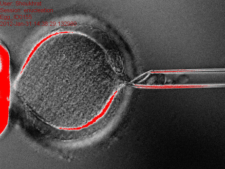The achievement is a long-sought step toward tapping the potential power of the cells for treatment.