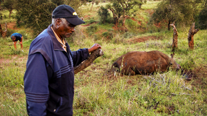 Mzee Kinyanjui is one of the first and longest-serving rangers to work for Lewa Conservancy. Now retired, he is often called upon for advice and guidance by the security department for his forensic skills.