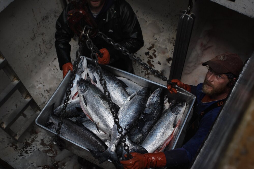 Crew members unload a catch of sockeye salmon at Craig, Alaska, in 2005. Researchers say fish are being found in new areas because of changing ocean temperatures.