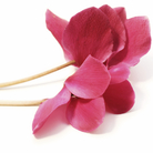 Flower from iStock Flower from iStock