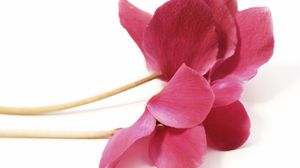 Flower from iStock