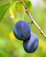 Plum Baby