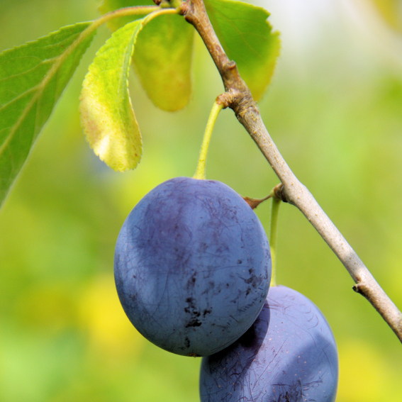 plum tree