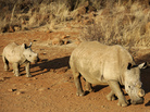 A black dehorned rhinoceros is followed by a calf at the Bona Bona Game Reserve in 2012. South Africa has seen a devastating increase in poaching in recent years as black-market demand for rhino horn has grown. A black dehorned rhinoceros is followed by a calf at the Bona Bona Game Reserve in 2012. South Africa has seen a devastating increase in poaching in recent years as black-market demand for rhino horn has grown.