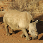 A black dehorned rhinoceros is followed by a calf at the Bona Bona Game Reserve in 2012. South Africa has seen a devastating increase in poaching in recent years as black-market demand for rhino horn has grown.
