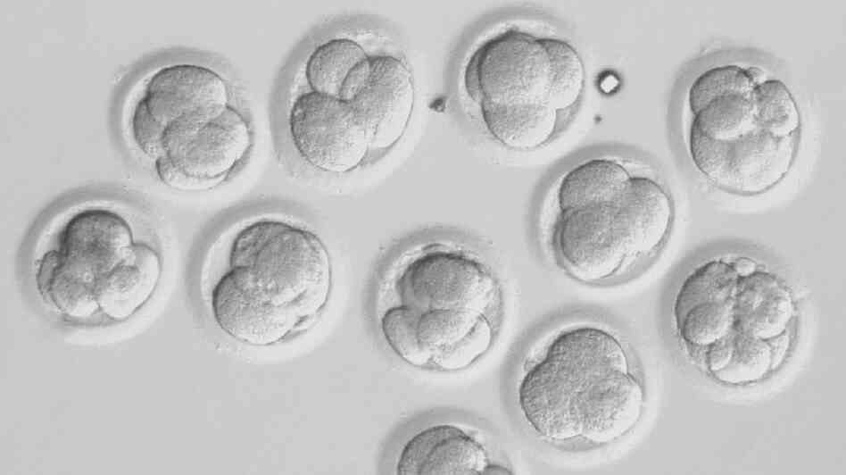Human embryos grow in a petri dish two days after scientists in Oregon