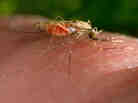 An Anopheles gambiae mosquito feasts on a human. An Anopheles gambiae mosquito feasts on a human.