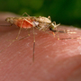 An Anopheles gambiae mosquito feasts on a human.