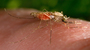 An <em>Anopheles gambiae</em> mosquito feasts on a human.