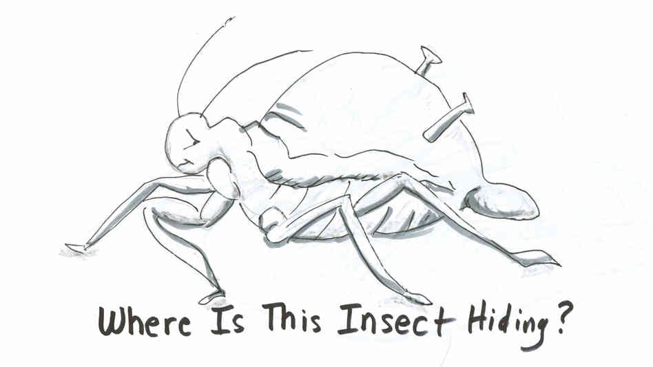 Aphid drawing 1 Aphid drawing 1