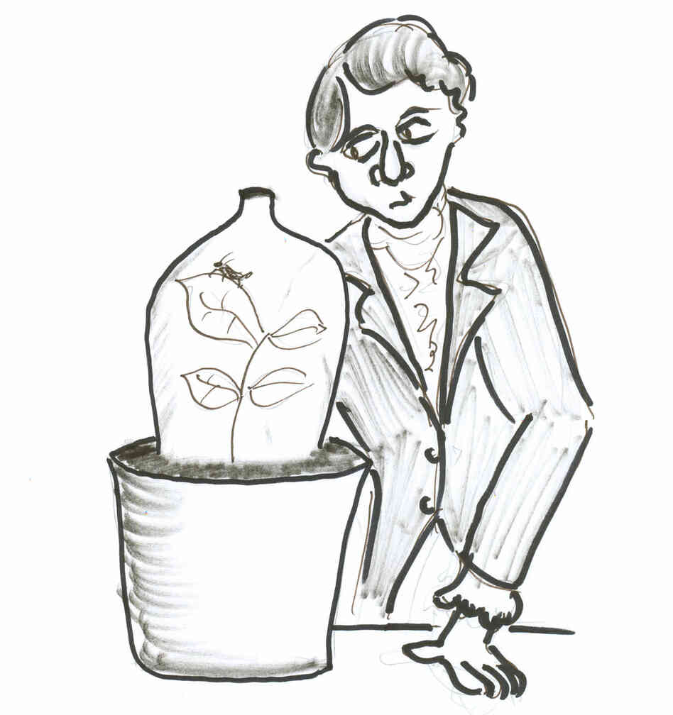 Aphid drawing 2 Aphid drawing 2