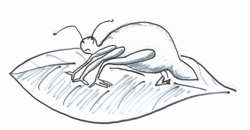 Aphid drawing 4 Aphid drawing 4