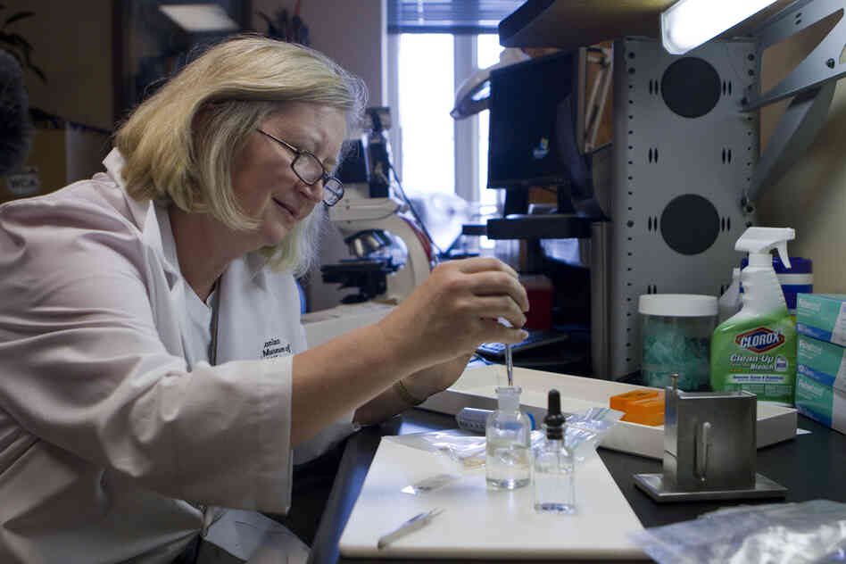 Feather forensic expert Carla Dove makes a slide of a partially digested bird feather taken from the autopsy of a Burmese python in Florida's Everglades National Park. Park officials mailed the stomach contents of eight pythons to Dove's lab at the Smithsonian Museum of Natural History so she could identify the types of birds the pythons had eaten.
