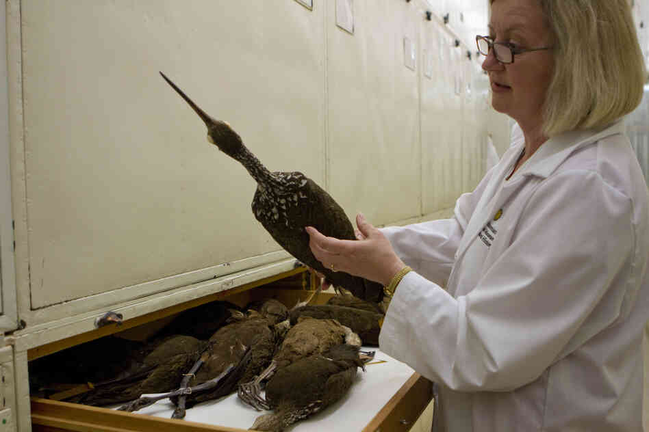 Dove has a good sense of the species she may be looking for. She pulls out a limpkin (a cranelike bird that lives in Florida) from one of the many drawers in the museum's bird collection to compare its feathers with her sample.
