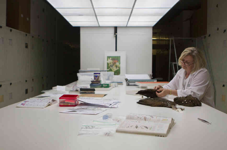 The ornithologist works through the feathers of the stuffed birds to find one that matches her sample.