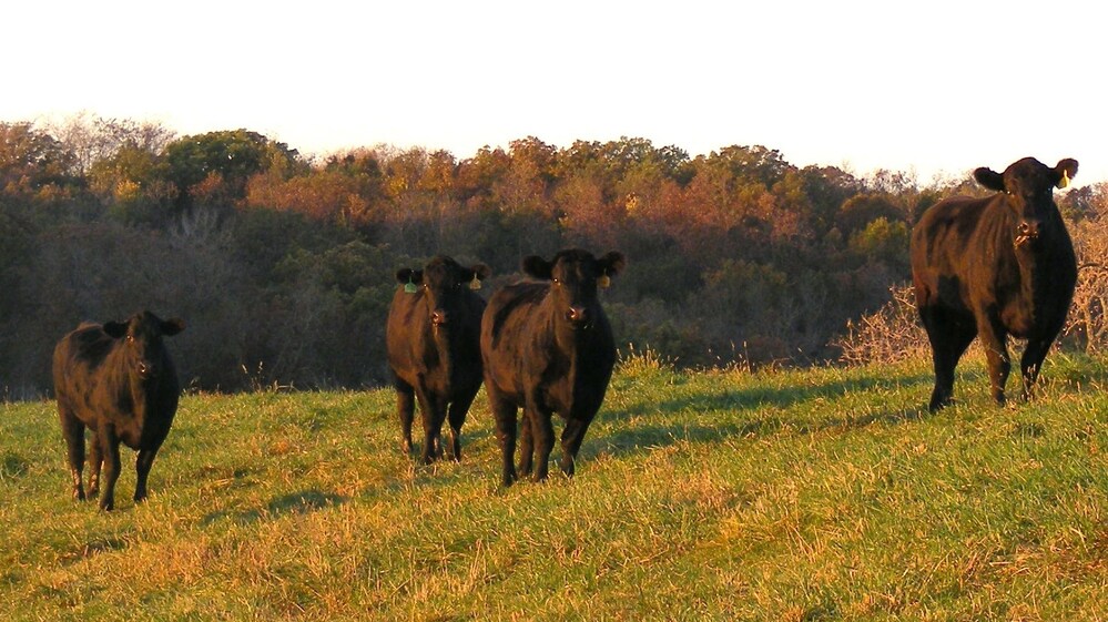 Heifers at Timber Ridge Cattle Co., an operation in Osceola, Iowa, that feeds some of its cattle flaxseed.